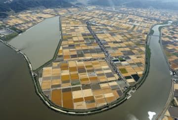 岡山市の児島湾干拓地で収穫期を迎えた大麦畑。モザイクアートのような風景が広がる＝25日（共同通信社ヘリから）