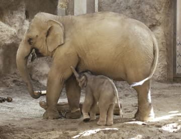 札幌市の円山動物園で生まれたアジアゾウの赤ちゃんと母親のパール＝7日