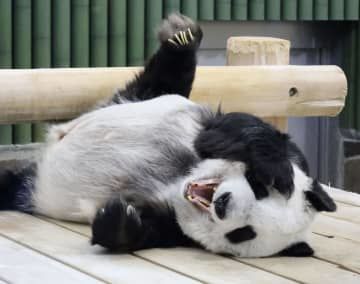 28歳の誕生日を迎えた雌のジャイアントパンダ「タンタン」＝16日午後、神戸市立王子動物園