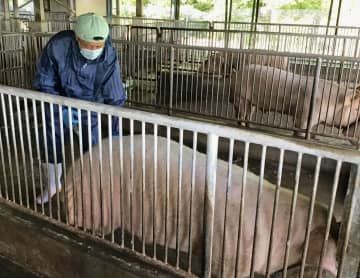 佐賀県武雄市の県畜産試験場の豚に、豚熱のワクチンを接種する獣医師＝19日午前（県提供）