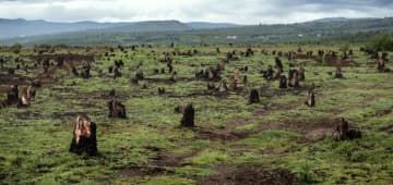 農地にするため伐採され、火が放たれたマダガスカルの森林の跡地。企業活動は自然環境悪化の大きな要因になり得る（IPBES事務局提供）