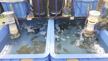 トリチウムと化学的な性質が同じ「重水素」を多く含む海水で飼育実験中のヒラメ＝2021年12月、青森県六ケ所村（環境科学技術研究所提供）
