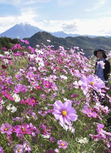県立フラワーパーク「とっとり花回廊」で公開されている「秘密の花園」エリアのコスモス＝23日、鳥取県南部町