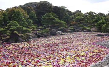 日本庭園「由志園」の池に敷き詰められたダリアの花＝19日、松江市
