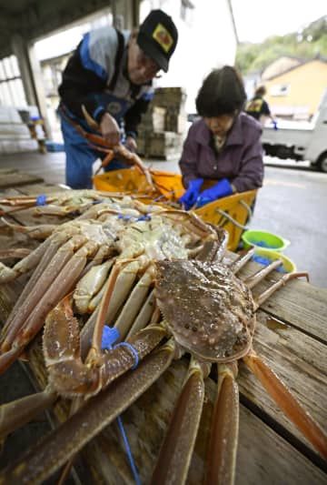 富山県以西の日本海で漁が解禁され、津居山港に水揚げされたズワイガニ＝6日午前、兵庫県豊岡市