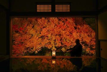 一般公開が始まった安国寺のドウダンツツジ。見頃を迎えた紅葉が幻想的に浮かび上がった＝6日午後、兵庫県豊岡市
