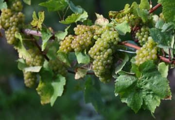 畑に実るワイン用のブドウ＝10月、英南部（ロイター＝共同）