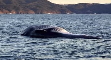 宮城県石巻市の沖合に浮かぶクジラの死骸＝15日午前（提供写真）