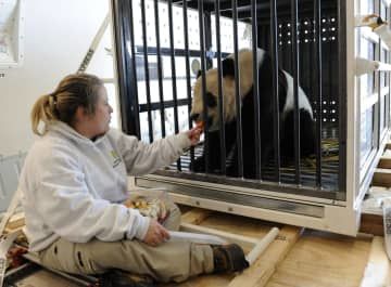 貨物輸送機内で餌を与えられるパンダ＝2010年2月、米バージニア州（AP＝共同）