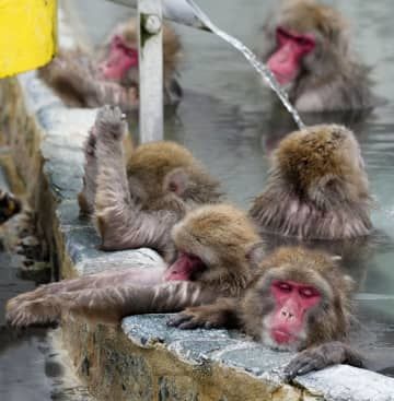 北海道・函館市熱帯植物園で温泉に漬かるニホンザル＝14日午前