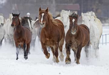 雪を蹴散らして走る出産を控えた牝馬たち＝17日午前、北海道音更町
