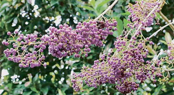 紫色の実が鮮やかなオオムラサキシキブ＝22日午後、仲田園芸