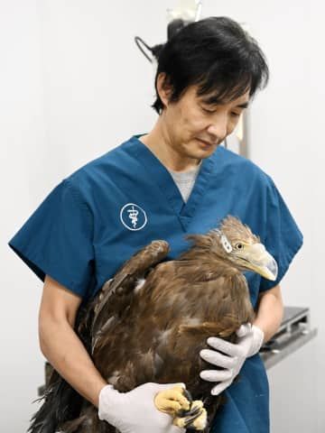 人工くちばしを装着したオジロワシの「ベック」を抱く斉藤慶輔さん（猛禽類医学研究所提供）