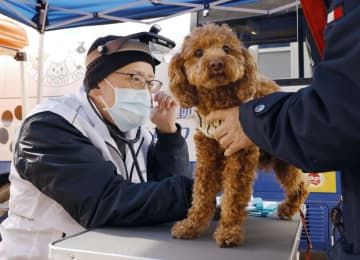 被災ペットを対象とした移動診療が始まり、避難所で獣医師の診療を受ける犬＝28日午後、石川県輪島市