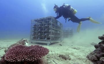 鹿児島県瀬戸内町沖の大島海峡の海底に沈められたワイン（中央）＝30日（アイスリー提供）