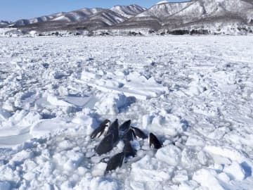 流氷の隙間に閉じ込められたシャチ＝6日午前、北海道羅臼町海岸町の沖合（（C）合同会社ワイルドライフプロ）