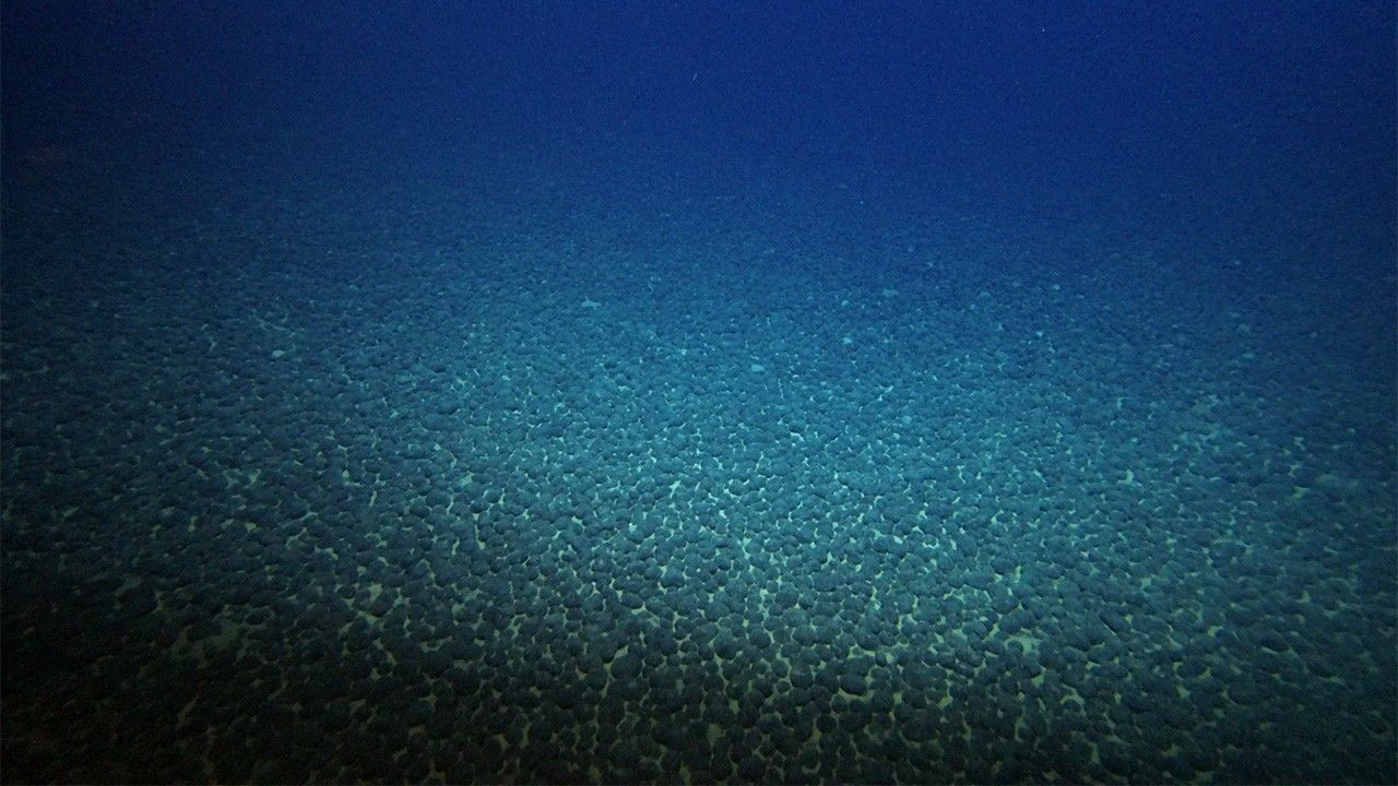 南鳥島周辺の海底に高密度レアメタル : コバルトは日本の消費量75年分