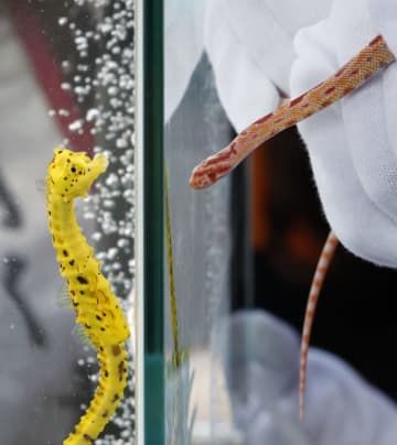 通天閣で行われた「辰」から「巳」への干支の引き継ぎ式。タツノオトシゴとヘビが対面し、バトンタッチした=27日午前、大阪市