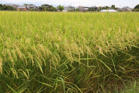 収穫を控える2026年産の水稲=8月27日、新潟市江南区