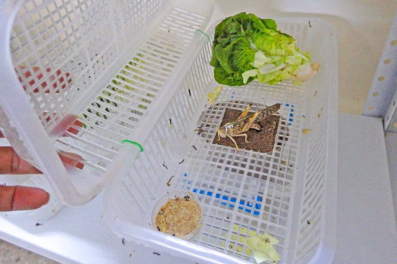 市場で売られていたザルを上下に重ねて作った飼育カゴ(前野ウルド浩太郎氏提供)