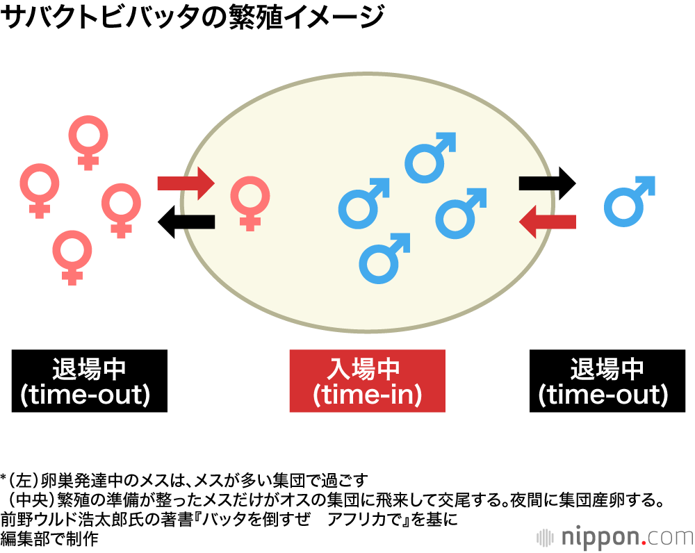 サバクトビバッタの繁殖イメージ