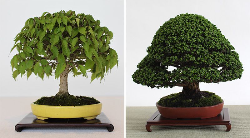 盆栽—大自然を凝縮する美学 | nippon.com