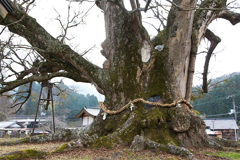 【稀少レア１点物】巨木★巨大樹木★自然派ナチュラル系、生け花【関東圏内送料無料】 大六のケヤキ #自然 #巨木 #巨樹 #自然が好き #自然が好きな人と