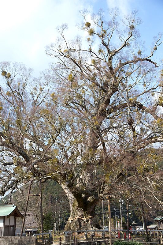 【稀少レア１点物】巨木★巨大樹木★自然派ナチュラル系、生け花【関東圏内送料無料】 稀少レア1点物】巨木☆巨大樹木☆自然派ナチュラル系、生け花【関東