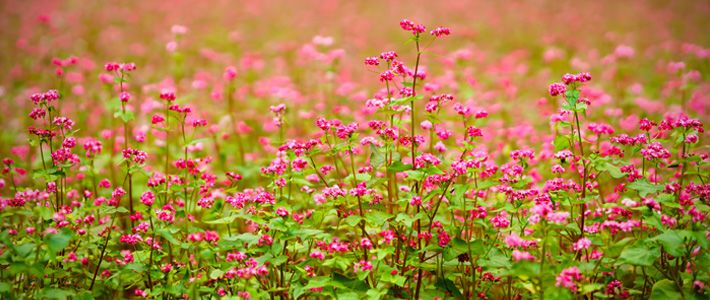 赤いソバの花が咲く里へ Nippon Com
