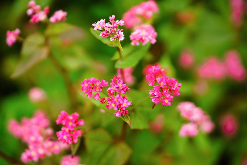 赤いソバの花が咲く里へ Nippon Com