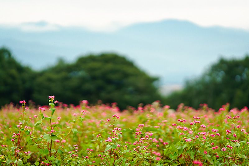 赤いソバの花が咲く里へ Nippon Com