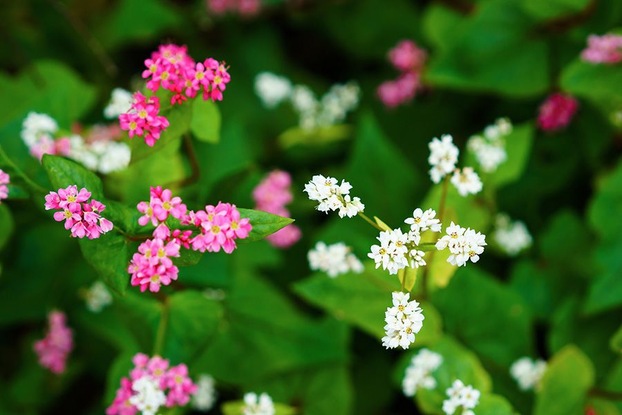 赤いソバの花が咲く里へ Nippon Com