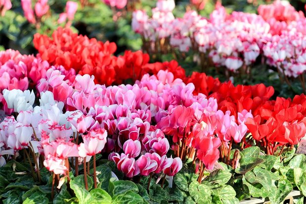 Les cyclamens (Pixta)