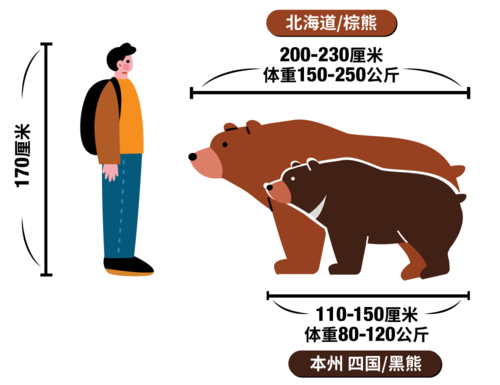 北海道/棕熊,本州 四国/黑熊