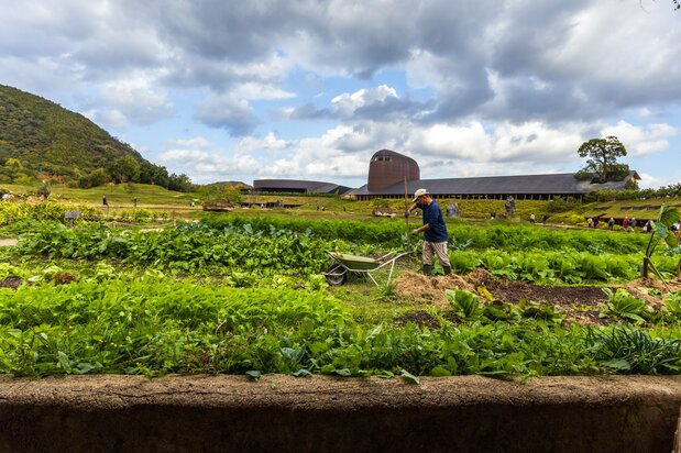 Employees harvest the crops themselves. (© Nippon.com)