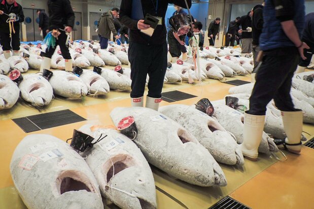 三崎漁港でのマグロの競り風景。冷凍マグロは新鮮な状態で血合いが保たれるので、セレノネインの活用に向くという　写真：筆者提供