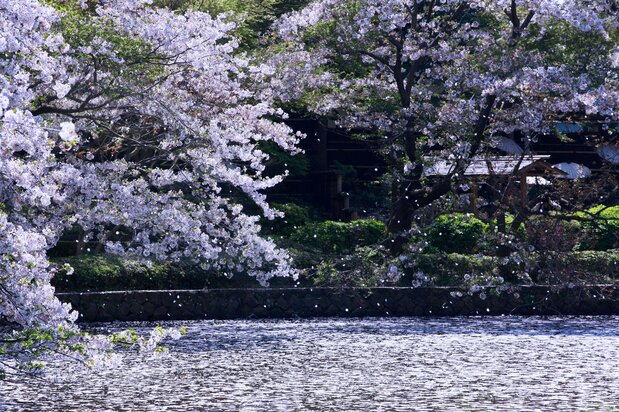 The Genji Pond sporting a layer of pink pedals. (© Harada Hiroshi)