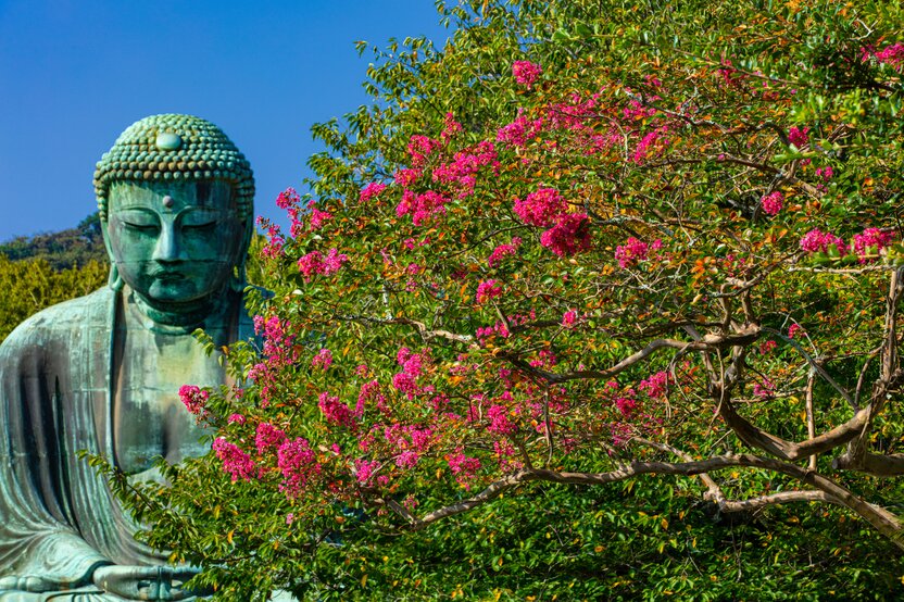 Les lilas des Indes en fleur en plein été