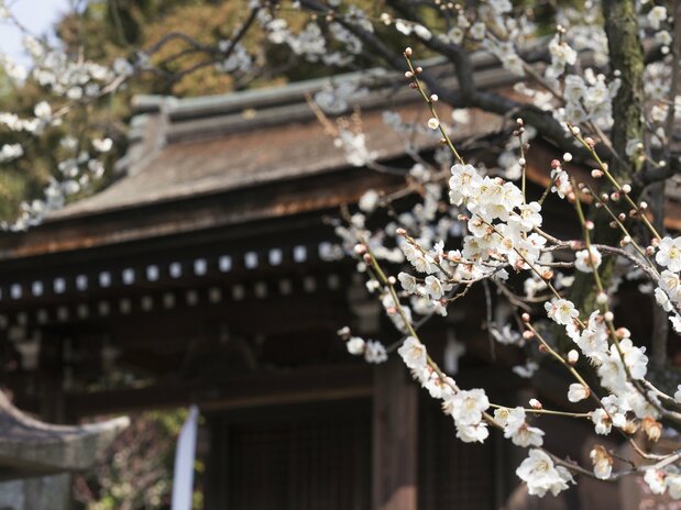 芹川天满宫前优雅绽放的白梅