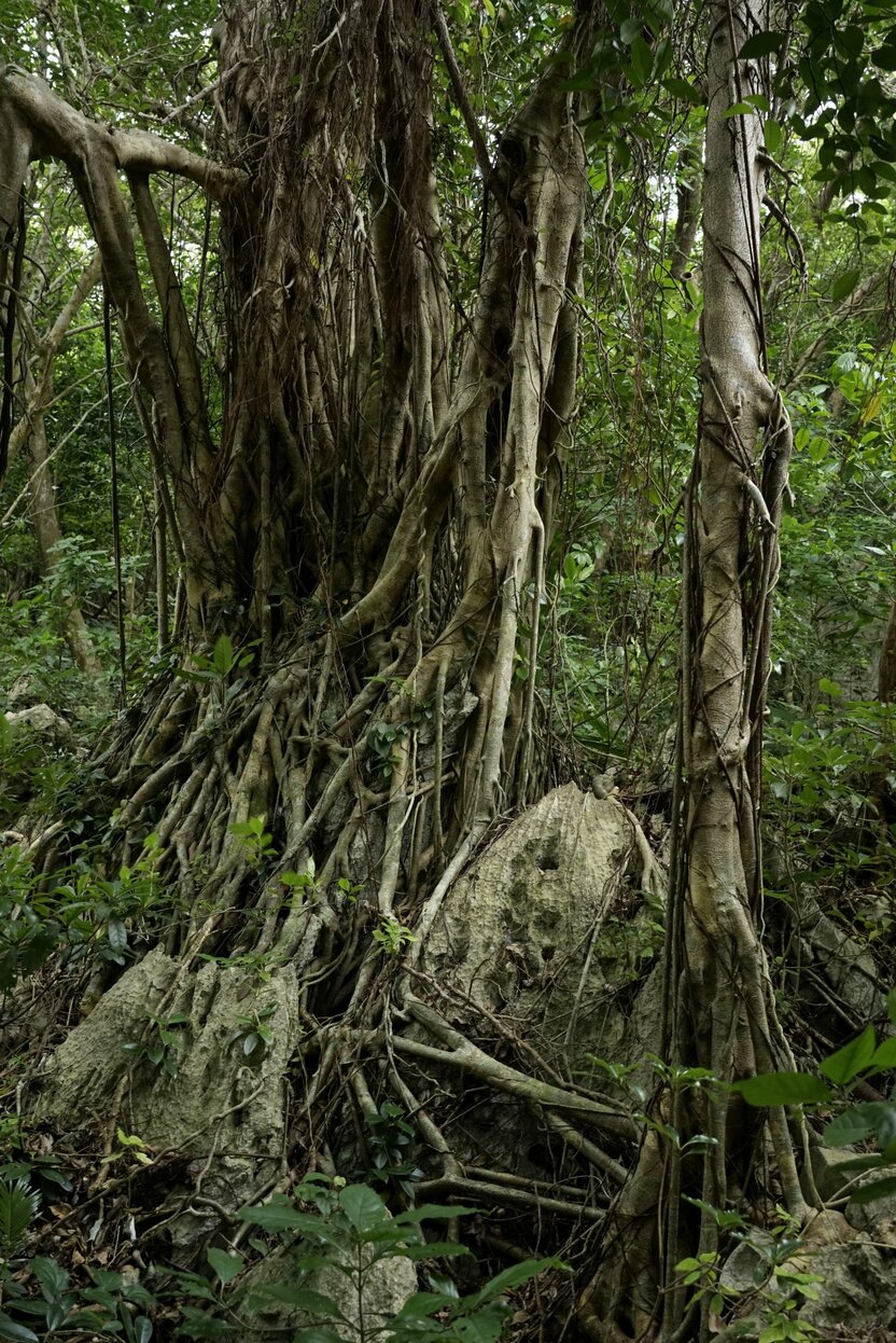 Moss on the stone collects moisture and makes the soil fertile. As a result, trees seem almost deliberately to wrap their roots around the limestone. (© Ōsaka Hiroshi)