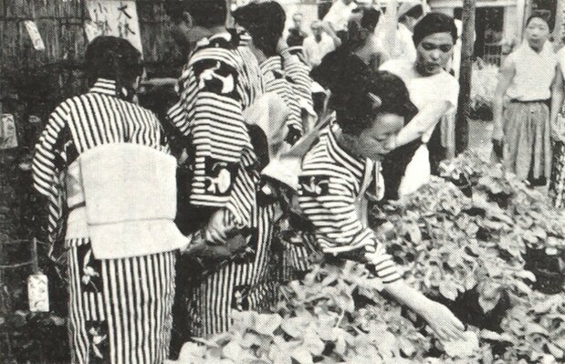 Mercadillo de asagao en la década de 1950. Lugares de interés y bienes culturales del distrito de Taitō. (Ejemplar conservado en la Biblioteca Nacional de la Dieta)