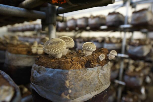 Shiitake cultivé sur substrat en serre (© Pixta)