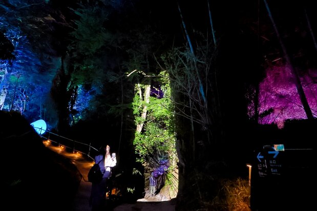 La lumière transforme le sentier forestier en une image semblable à une photographie. (Nippon.com)