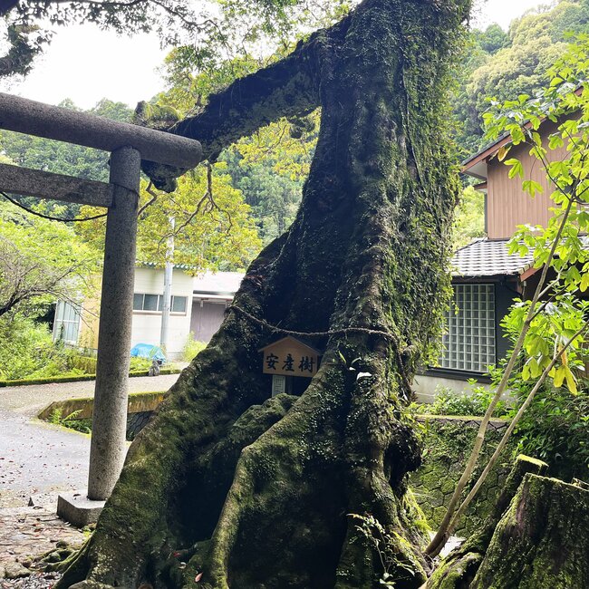 Un árbol de horutonoki (Elaeocarpus zollingeri) de más de 700 años de antigüedad. Desde el período Kamakura ha gozado de la protección de los feligreses debido a la creencia de que concede partos seguros. Fotografía de Kitazaki Jirō.