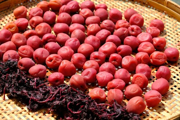 Umeboshi encurtidos con hojas de shiso rojo secándose al sol. (Pixta)
