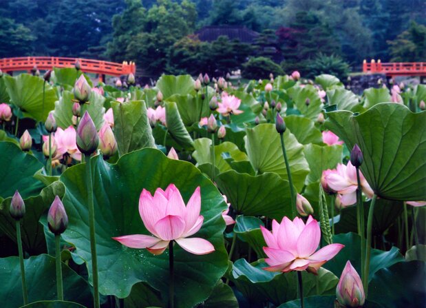 Lotus flowers blooming in high summer. (Courtesy Ganjōji)