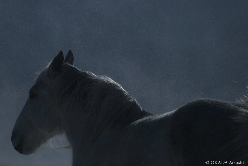 La nieve en finos copos juguetea en torno a los cuerpos de los caballos de Yururi, donde las temperaturas suelen mantenerse en invierno por debajo de los cero grados. Fotografía tomada por Okada Atsushi en febrero de 2014.