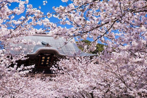 Kenchōji’s Sanmon seen through a mantle of blossoms. (© Harada Hiroshi)