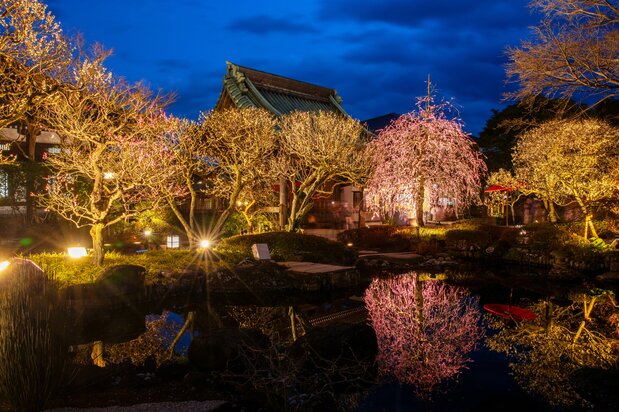 长谷寺夜晚的灯光“梅”景（图片：原田宽）