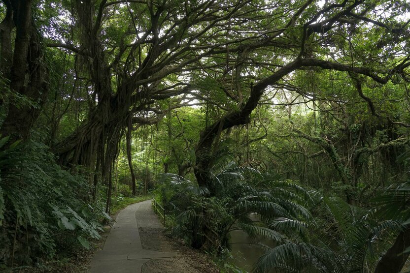 Le sentier qui traverse la vallée serpente au milieu d’une végétation tropicale luxuriante, évoquant l’atmosphère d’une forêt primordiale. (© Ôsaka Hiroshi)